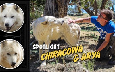 Spotlight: Chiracowa and Arya