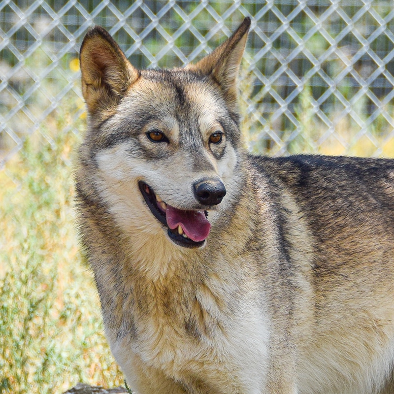 Honey - Low-content wolfdog