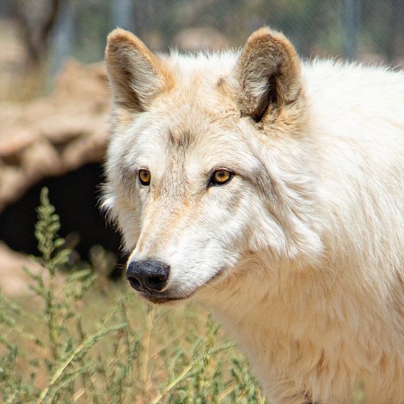 Irwin - High-content wolfdog