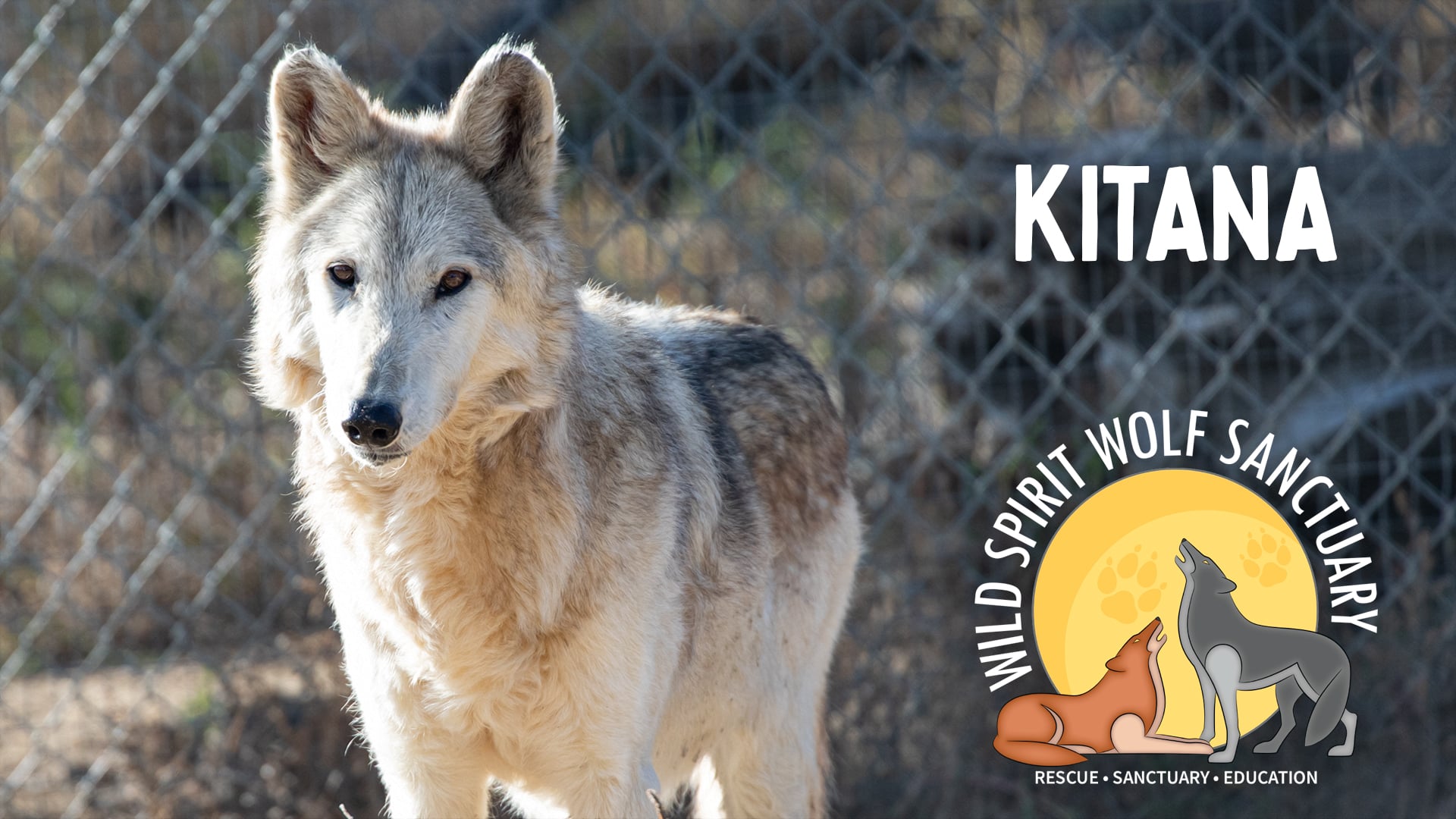 Nana Wolf Kit Nana Wolf Kit