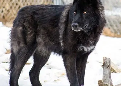 Lobo - High-Content Wolf-Dog