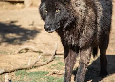 Lobo - High-Content Wolf-Dog