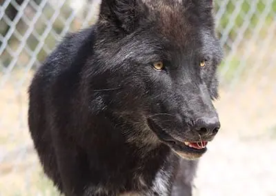 Lobo - High-Content Wolf-Dog