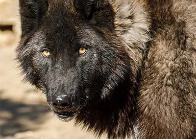 Lobo - High-Content Wolf-Dog