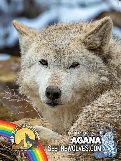 memorial-Agana-magnet