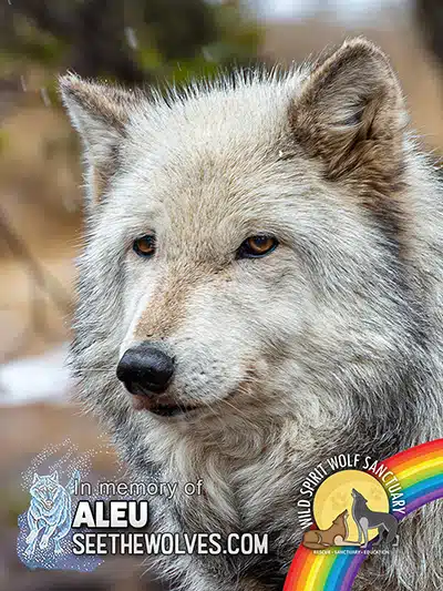 memorial-Aleu-magnet