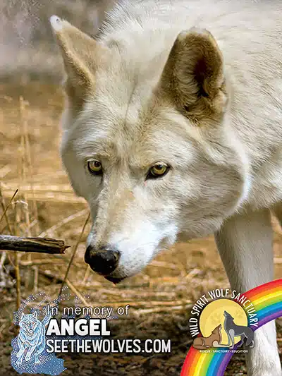 memorial-Angel_Wolfdog-magnet