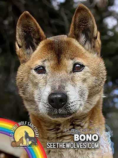 memorial-Bono-magnet