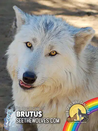 memorial-Brutus-magnet