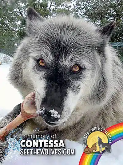 memorial-Contessa-magnet