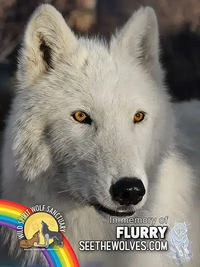 memorial-Flurry-magnet