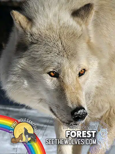 memorial-Forest-magnet