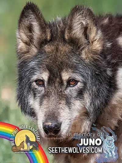 memorial-Juno-magnet