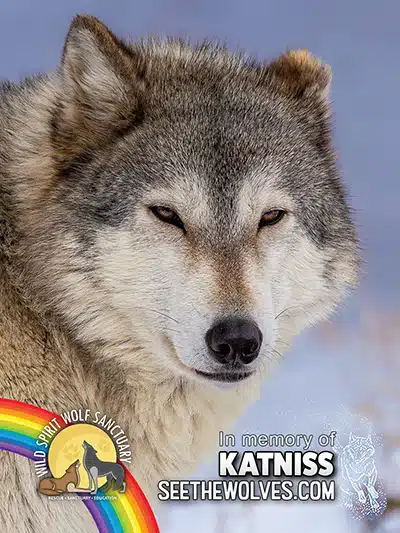 memorial-Katniss-magnet