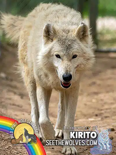 memorial-Kirito-magnet