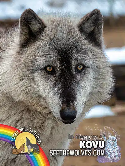memorial-Kovu-magnet