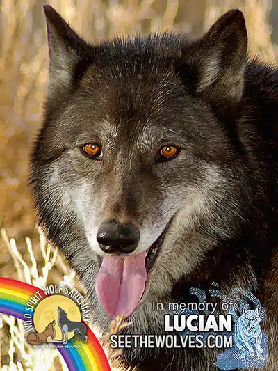 memorial-Lucian-magnet