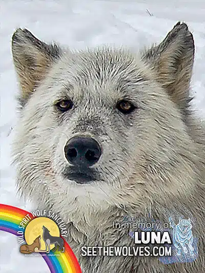 memorial-Luna_2000-magnet