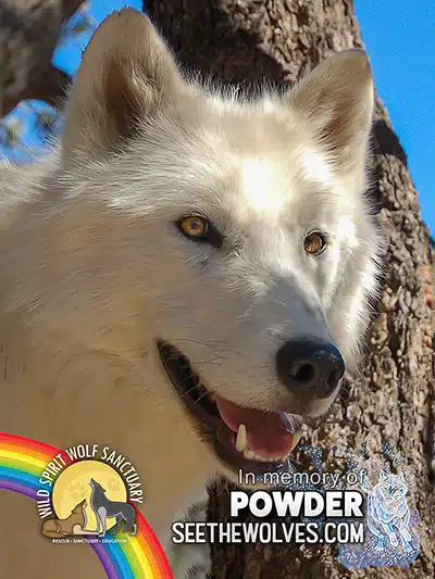 memorial-Powder-magnet