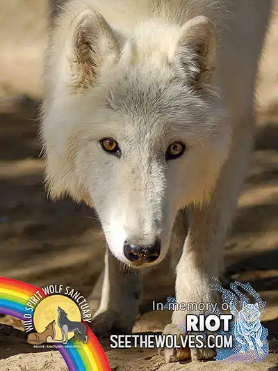 memorial-Riot-magnet