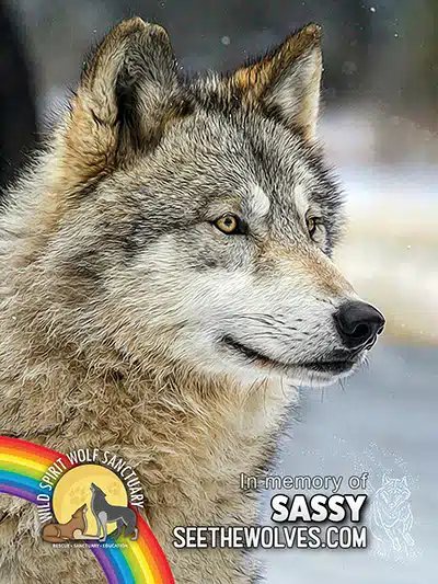 memorial-Sassy-magnet