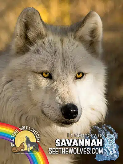 memorial-Savannah-magnet