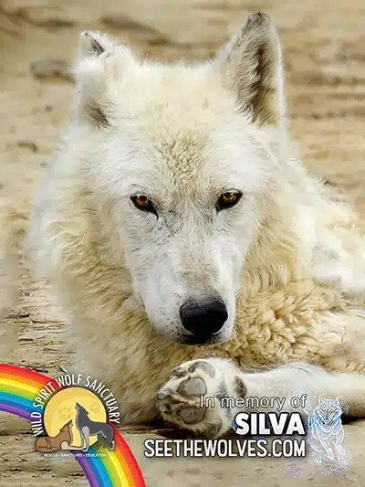 memorial-Silva-magnet