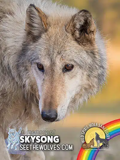 memorial-Skysong-magnet