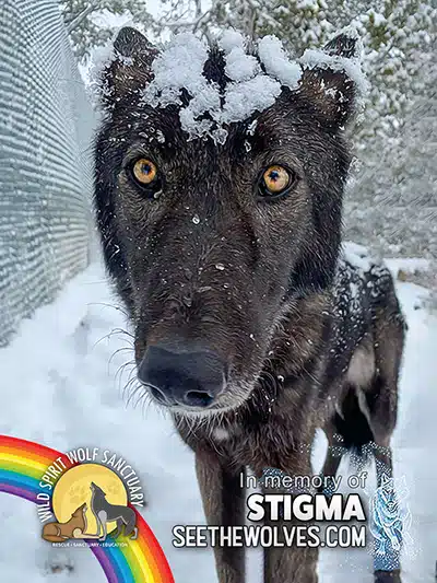 memorial-Stigma-magnet