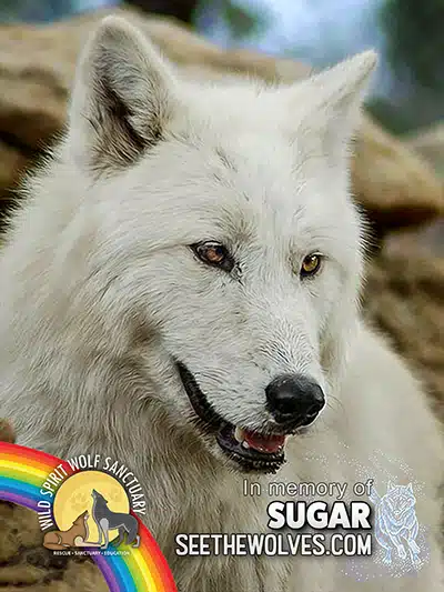 memorial-Sugar-magnet