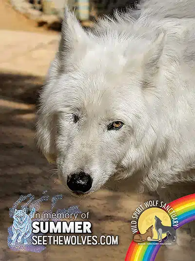 memorial-Summer-magnet