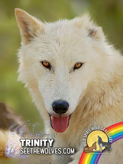 memorial-Trinity-magnet