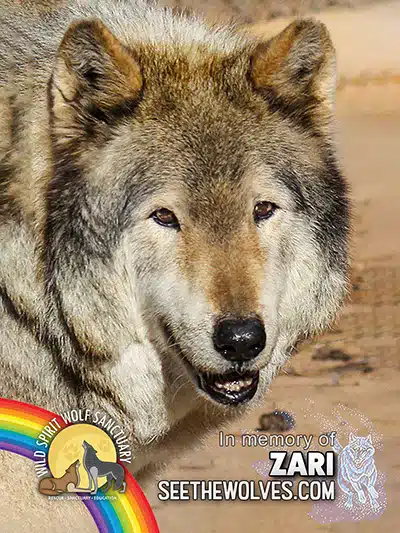 memorial-Zari-magnet