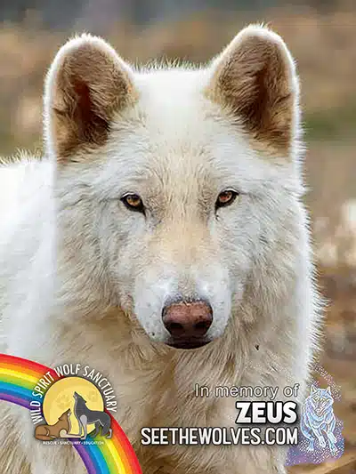 memorial-Zeus-magnet