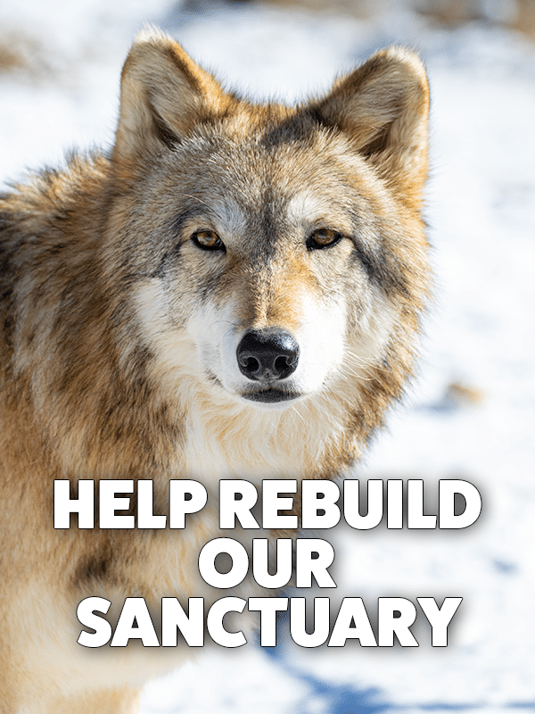 rebuild-header-mobile Help Rebuild our Sanctuary