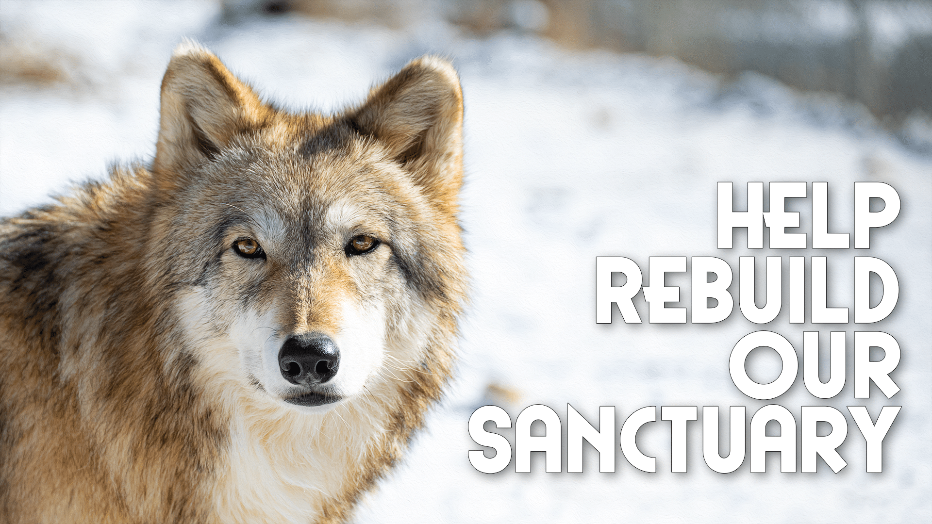 rebuild-header-wide Help Rebuild our Sanctuary