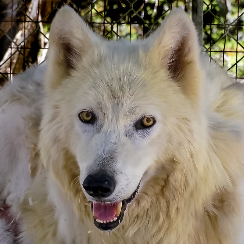 Brienne - High-Content Wolfdog