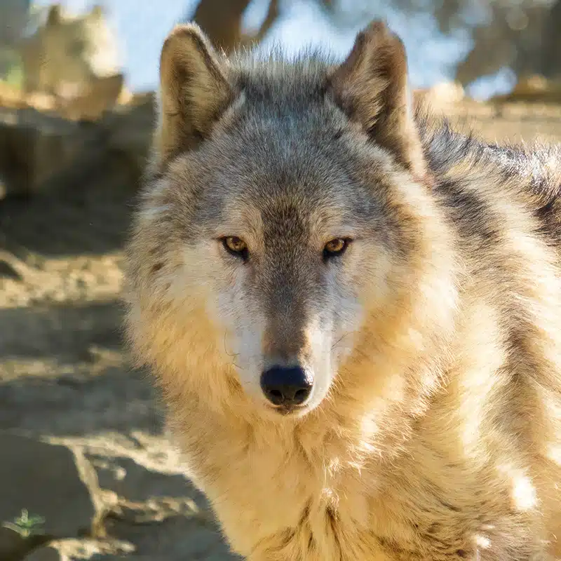 Irwin - High-content wolfdog