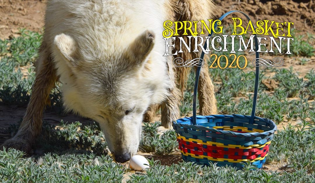 Spring Basket Enrichment 2020