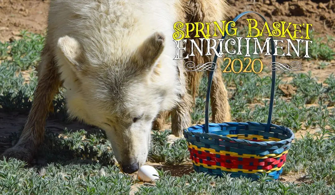 Spring Basket Enrichment 2020