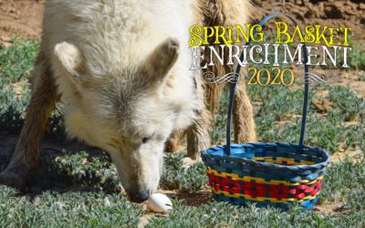 Spring Basket Enrichment 2020