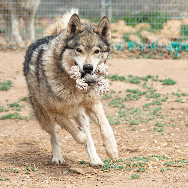 Zayne, low-content wolfdog